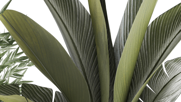 Beautiful plants Bamboo palm banana in flower pots 1352