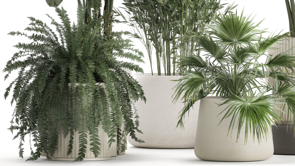 Beautiful plants Bamboo palm banana in flower pots 1352