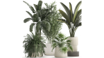 Beautiful plants Bamboo palm banana in flower pots 1352
