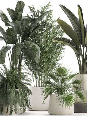Beautiful plants Bamboo palm banana in flower pots 1352