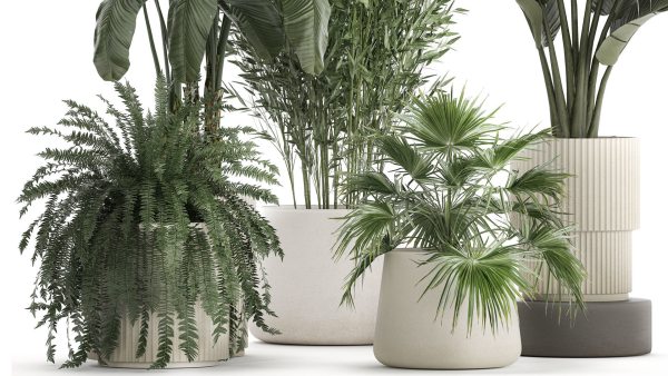 Beautiful plants Bamboo palm banana in flower pots 1352