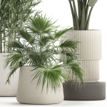 Beautiful plants Bamboo palm banana in flower pots 1352