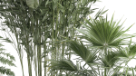 Beautiful plants Bamboo palm banana in flower pots 1352