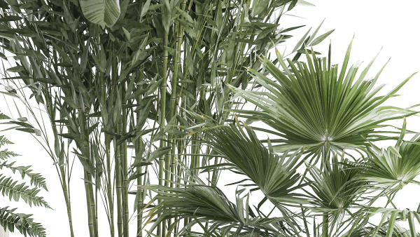 Beautiful plants Bamboo palm banana in flower pots 1352