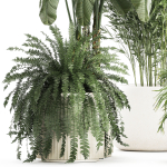 Beautiful plants Bamboo palm banana in flower pots 1352