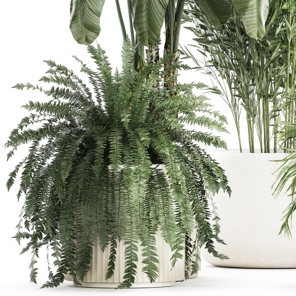 Beautiful plants Bamboo palm banana in flower pots 1352