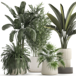 Beautiful plants Bamboo palm banana in flower pots 1352