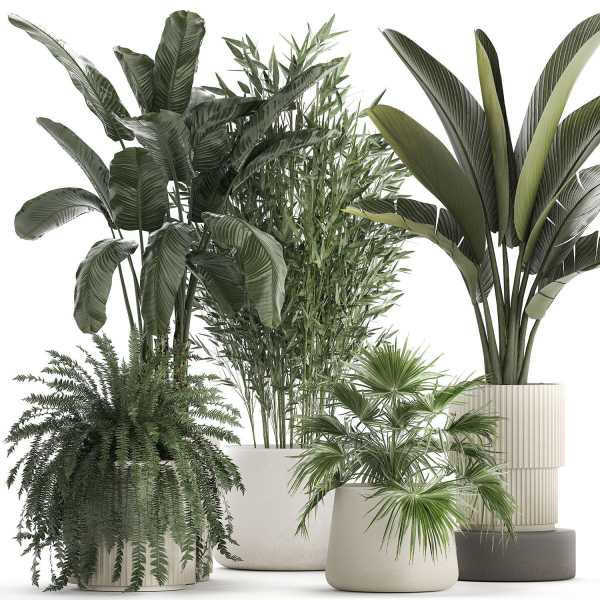 Beautiful plants Bamboo palm banana in flower pots 1352