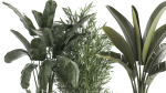 Beautiful plants Bamboo palm banana in flower pots 1352