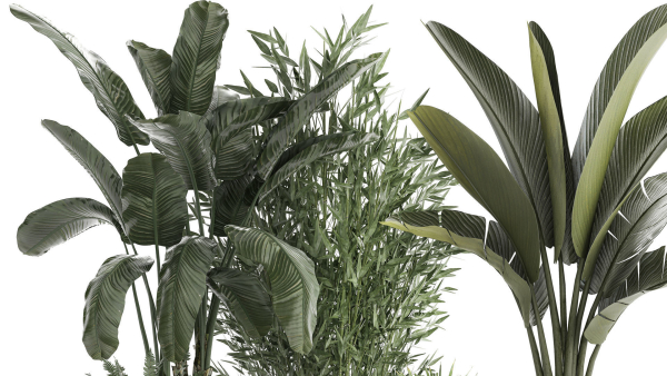 Beautiful plants Bamboo palm banana in flower pots 1352