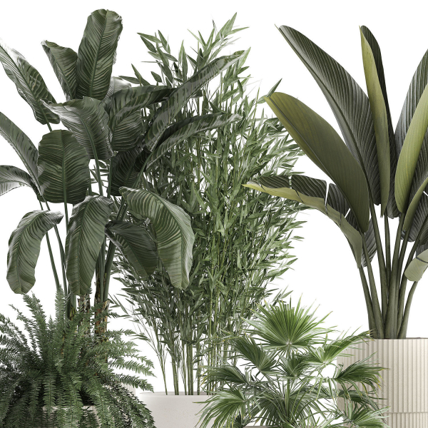 Beautiful plants Bamboo palm banana in flower pots 1352