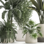Beautiful plants Bamboo palm banana in flower pots 1352