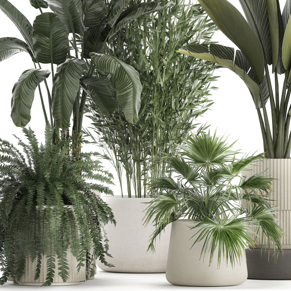 Beautiful plants Bamboo palm banana in flower pots 1352
