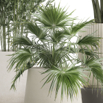Beautiful plants Bamboo palm banana in flower pots 1352