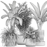Beautiful plants Bamboo palm banana in flower pots 1352