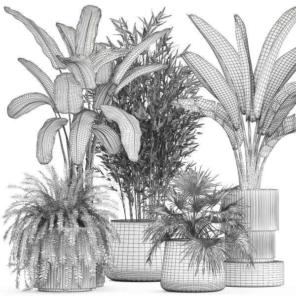 Beautiful plants Bamboo palm banana in flower pots 1352