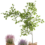 Beautiful plants in a basket lavender bush and tree 1369