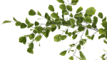 Beautiful plants in a basket lavender bush and tree 1369