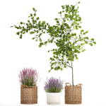 Beautiful plants in a basket lavender bush and tree 1369