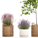 Beautiful plants in a basket lavender bush and tree 1369