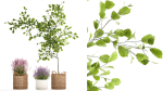 Beautiful plants in a basket lavender bush and tree 1369