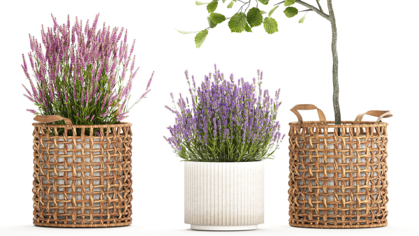 Beautiful plants in a basket lavender bush and tree 1369