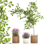 Beautiful plants in a basket lavender bush and tree 1369