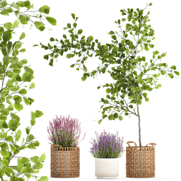 Beautiful plants in a basket lavender bush and tree 1369