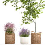 Beautiful plants in a basket lavender bush and tree 1369