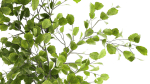 Beautiful plants in a basket lavender bush and tree 1369