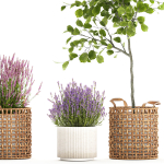Beautiful plants in a basket lavender bush and tree 1369
