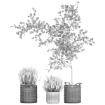 Beautiful plants in a basket lavender bush and tree 1369