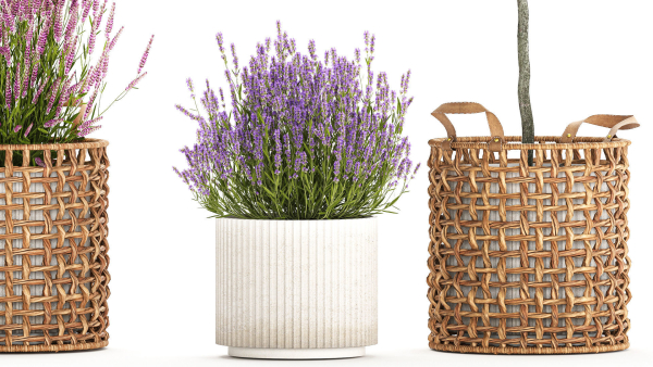 Beautiful plants in a basket lavender bush and tree 1369