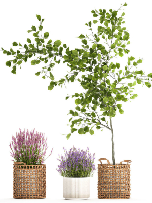 Beautiful plants in a basket lavender bush and tree 1369