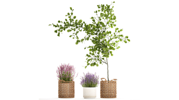 Beautiful plants in a basket lavender bush and tree 1369