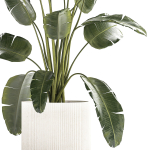 Beautiful Strelitzia banana palm in a flower pot 1242
