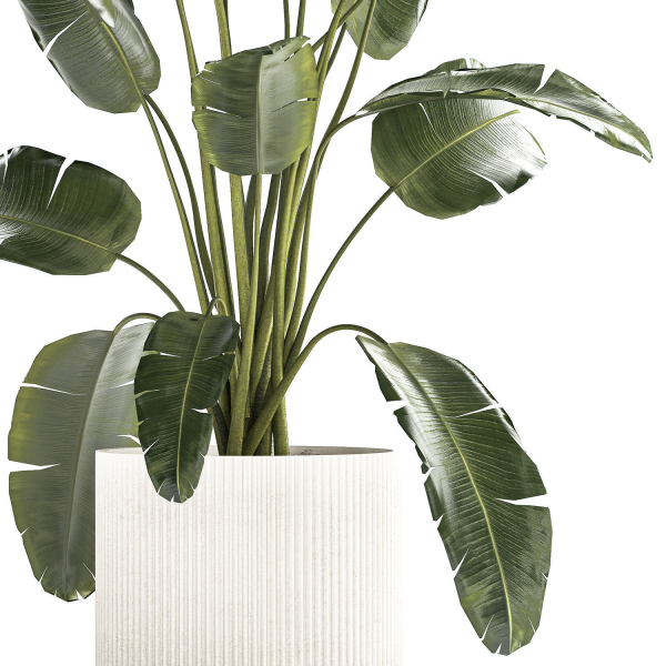 Beautiful Strelitzia banana palm in a flower pot 1242