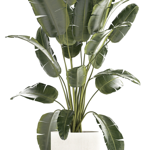 Beautiful Strelitzia banana palm in a flower pot 1242