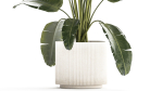 Beautiful Strelitzia banana palm in a flower pot 1242