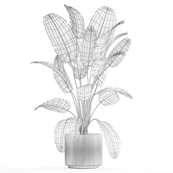 Beautiful Strelitzia banana palm in a flower pot 1242