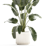 Beautiful Strelitzia banana palm in a flower pot 1242