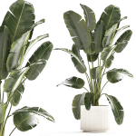 Beautiful Strelitzia banana palm in a flower pot 1242