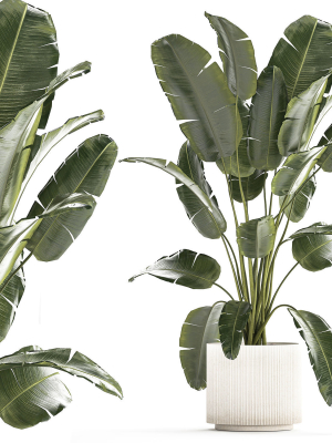Beautiful Strelitzia banana palm in a flower pot 1242