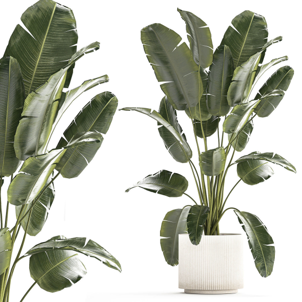 Beautiful Strelitzia banana palm in a flower pot 1242
