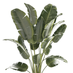 Beautiful Strelitzia banana palm in a flower pot 1242