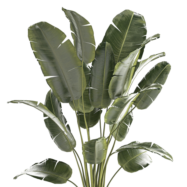 Beautiful Strelitzia banana palm in a flower pot 1242