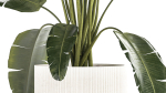 Beautiful Strelitzia banana palm in a flower pot 1242
