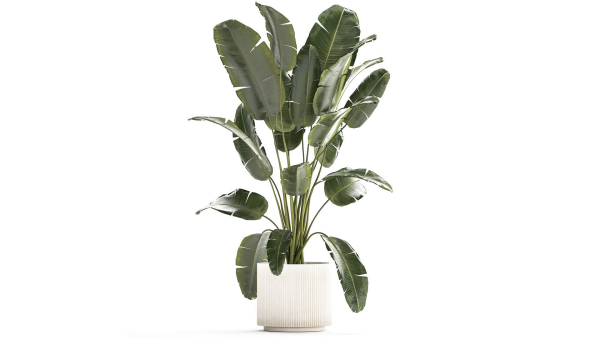 Beautiful Strelitzia banana palm in a flower pot 1242
