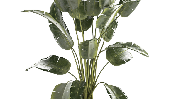 Beautiful Strelitzia banana palm in a flower pot 1242