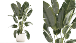 Beautiful Strelitzia banana palm in a flower pot 1242